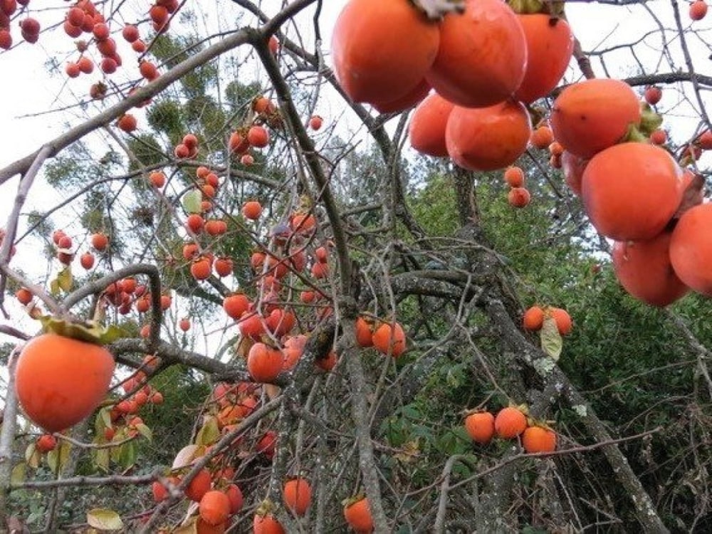 Hồng Nhân Hậu Hà Nam